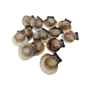 Half Shell Bay Scallops